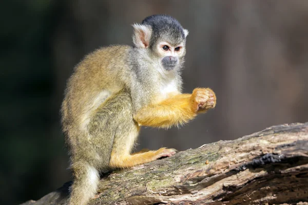 Squirrel monkey outdoor — Stock Photo, Image