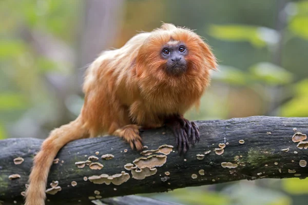 Altın Aslan pembe maymun — Stok fotoğraf