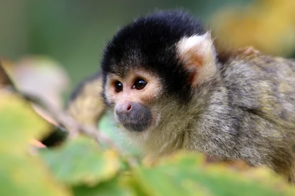 Macaco esquilo bonito — Fotografia de Stock