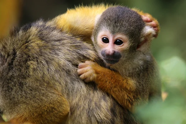 Cute squirrel monkey — Stock Photo, Image