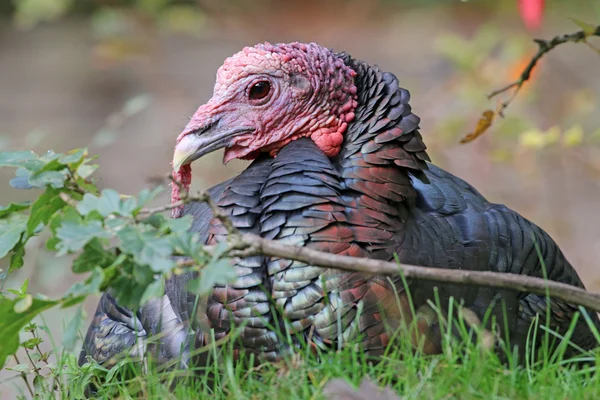 Cute turkey outdoors — Stock Photo, Image