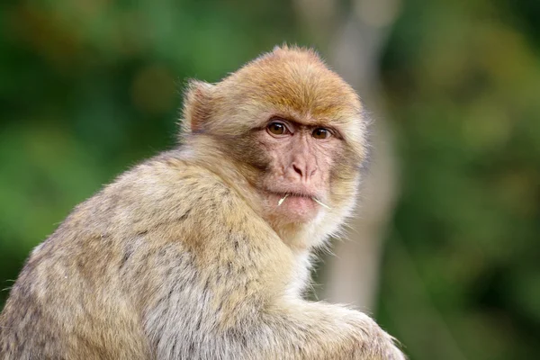 Şirin macaca sylvanus — Stok fotoğraf