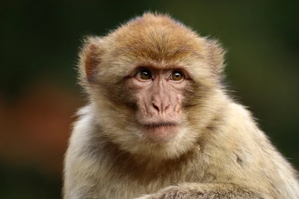 Cute macaca sylvanus — Stock Photo, Image