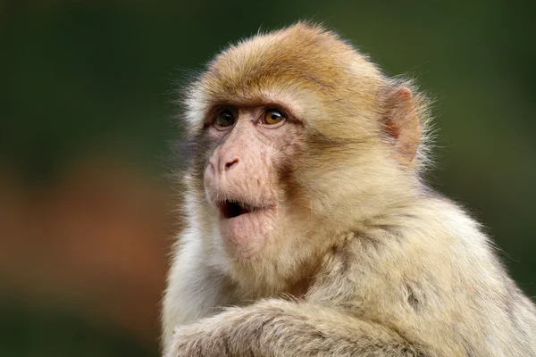 Cute macaca sylvanus — Stock Photo, Image