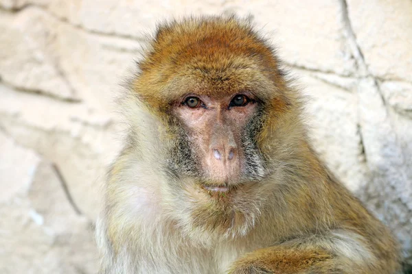 Schattig macaca sylvanus — Stockfoto