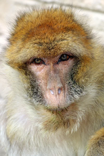 Cute macaca sylvanus — Stock Photo, Image