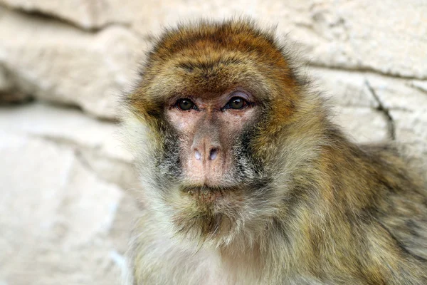 Bonito macaca sylvanus — Fotografia de Stock