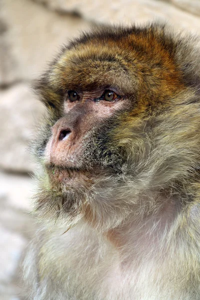 Macaca sylvanus visage — Photo