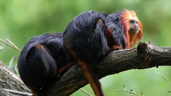 Leontopithecus chrysomelas ağaç üzerinde