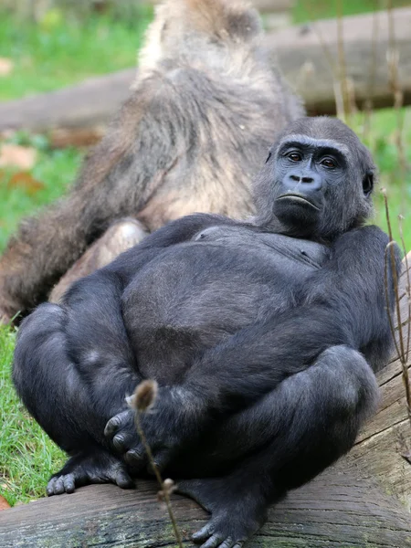 Gorillas sitzen im Wald — Stockfoto