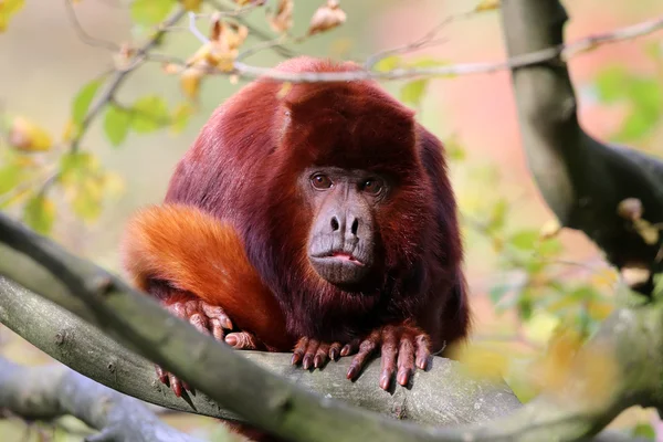 Mono aullador rojo — Foto de Stock