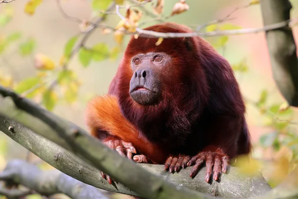 Mono aullador rojo — Foto de Stock