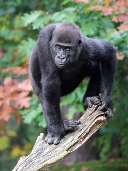 Mono gorila en el árbol — Foto de Stock