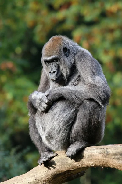 Gorilla-Affe auf Baum — Stockfoto