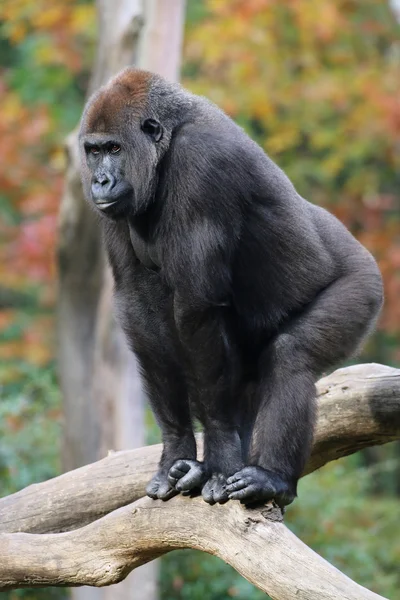 Mono gorila en el árbol — Foto de Stock