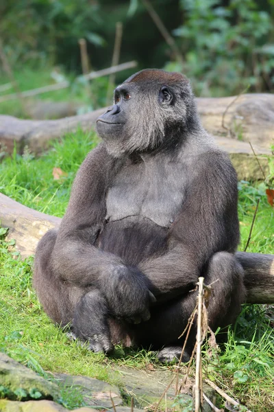 Mono gorila en el árbol — Foto de Stock