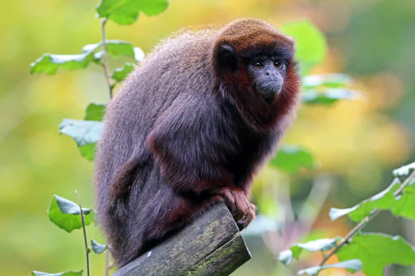 Rosso titi seduto sul ramo — Foto Stock