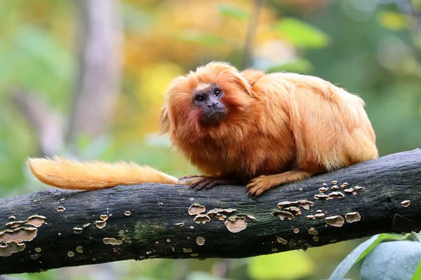 Golden Lion Tamarin — Stockfoto