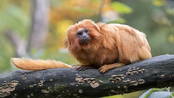 Golden Lion Tamarin — Stockfoto