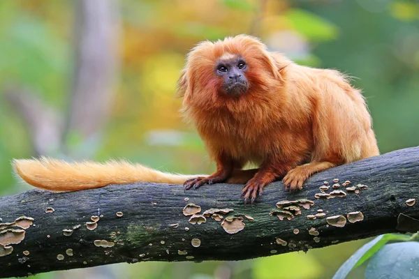 Leão dourado tamarin — Fotografia de Stock