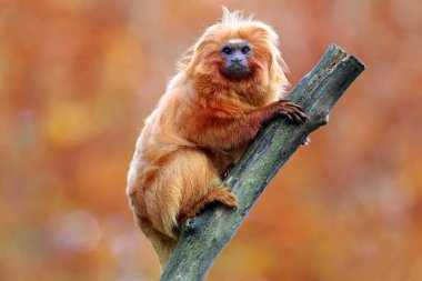 Altın Aslan pembe maymun