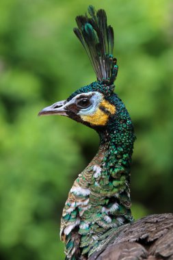 Pavo muticus açık havada