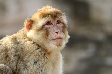 Macaca sylvanus açık havada