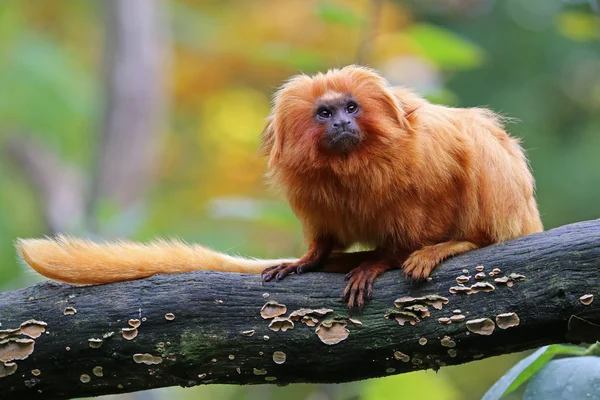 Golden Lion Tamarin — Stockfoto