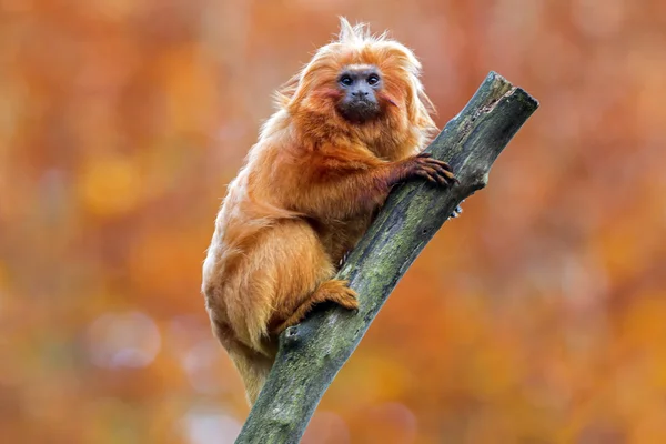 Gouden leeuwaapje — Stockfoto