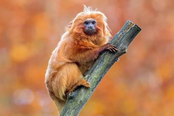 Leão dourado tamarin — Fotografia de Stock