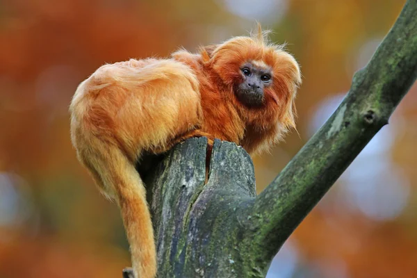 Gouden leeuwaapje — Stockfoto