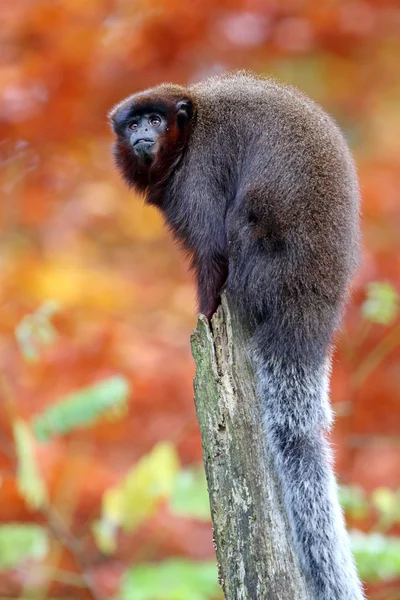 Titi rojo sobre tronco de madera — Foto de Stock