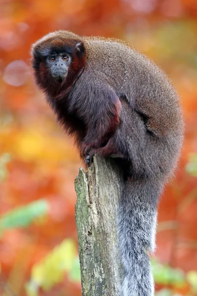 Ahşap günlük doğum kırmızı titi — Stok fotoğraf