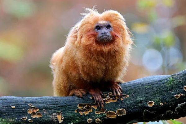 Altın Aslan pembe maymun