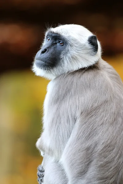 Scimmia langur Hanuman — Foto Stock