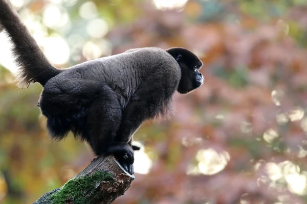 Lagothrix 猴子在木制的日志 — 图库照片