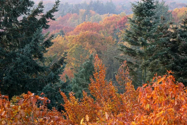 Herbstfarben Wald — Stockfoto