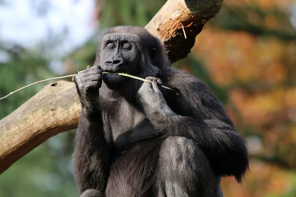 Gorilla near tree in forest — Stock Photo, Image