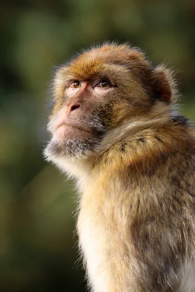 Macaca sylvanus на открытом воздухе — стоковое фото