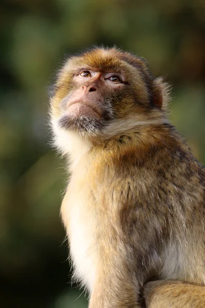 Macaca sylvanus outdoors — Stock Photo, Image