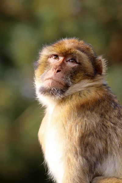 Macaca sylvanus outdoors — Stock Photo, Image