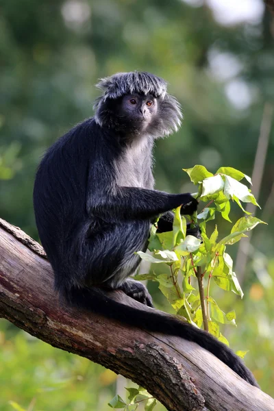 Trachypithecus auratus en el almuerzo — Foto de Stock