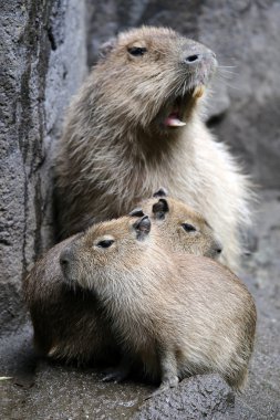 Capibara aile zeminde