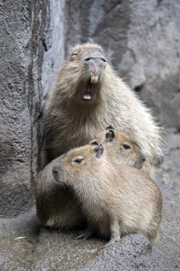 Capibara aile zeminde