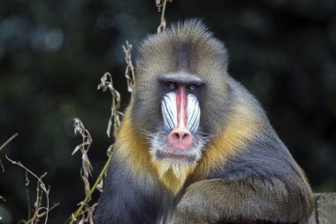 tüylü Mandrill'di maymun