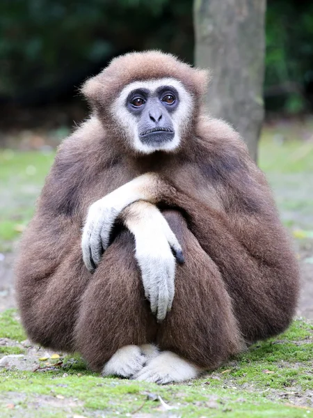 Macaco Lar Gibbon — Fotografia de Stock