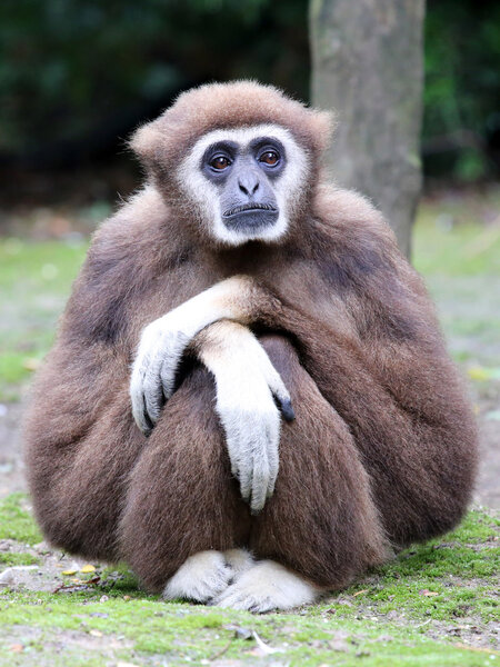 Lar Gibbon monkey