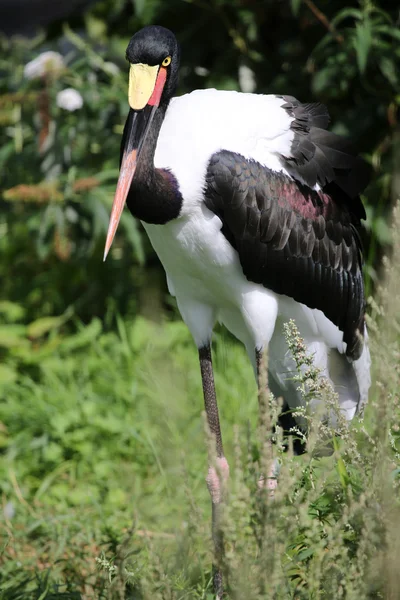 Saddle billed stork — Stock Photo, Image