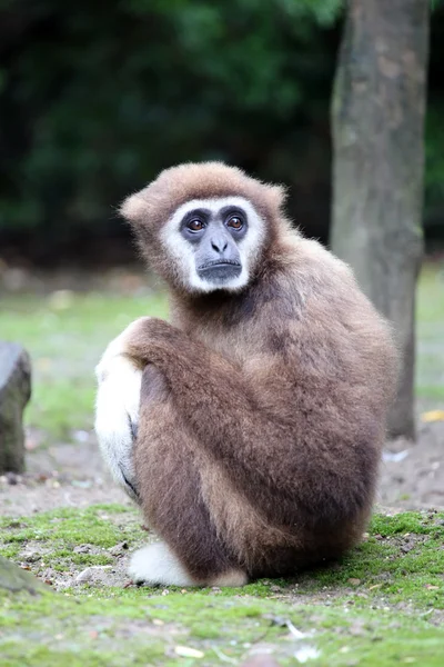 Lar Gibbon monkey — Stock Photo, Image