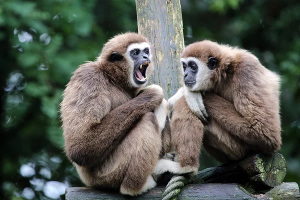 Macacos Lar Gibbon — Fotografia de Stock